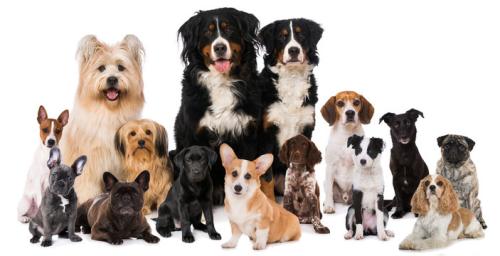 group_dogs_photo-500x256